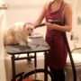 Photo of Tonie's Dog Grooming