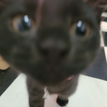 Cuddles and Tails Pet Services - Pet Sitting Near Me - New York, New York Cuddles and Tails Pet Services - Pet Sitting Near Me - New York, New York