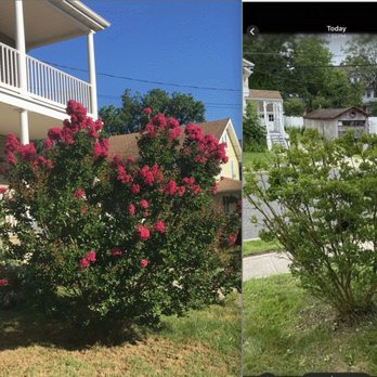 Total Landscaping Crew - Crepe Myrtle before and after - Snow Removal Near Me - Mullica Hill, New Jersey Total Landscaping Crew - Crepe Myrtle before and after - Snow Removal Near Me - Mullica Hill, New Jersey