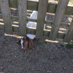 Hollow Trees Farm Shop - Save some feed for the goats, they really appreciate it