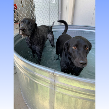 Top Notch Kennels - Pet Training Near Me - Modesto, California Top Notch Kennels - Pet Training Near Me - Modesto, California