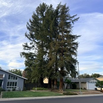All Terrain Tree Service - Tree Services Near Me - Sacramento, California All Terrain Tree Service - Tree Services Near Me - Sacramento, California