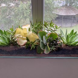 succulent arrangement