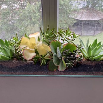 Bloom Garden Shop - succulent arrangement - Nurseries & Gardening Near Me - Tampa, Florida