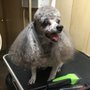 Photo of FUZZIE WAS HE PET GROOMING