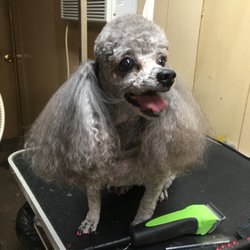 FUZZIE WAS HE PET GROOMING
