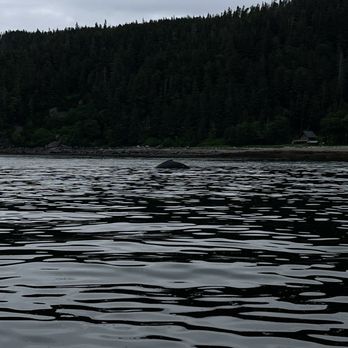 Jayleen’s Alaska - Humpback whale - Whale Watching Tours Near Me Jayleen’s Alaska - Humpback whale - Whale Watching Tours Near Me