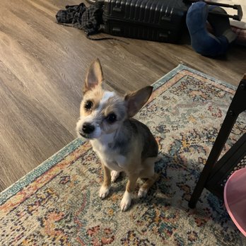 Bogarts Bone Appetit - What I actually got - Pet Groomers Near Me - Las Vegas, Nevada
