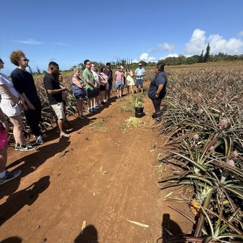 Maui Pineapple Tour - More pineapple info and sampling in the field - Tours Near Me - Makawao, Hawaii