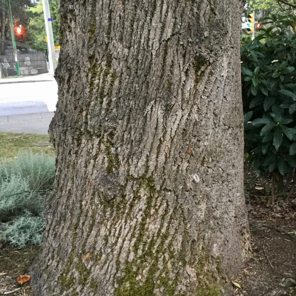Cameron Park - Parks Near Me - Burnaby, British Columbia