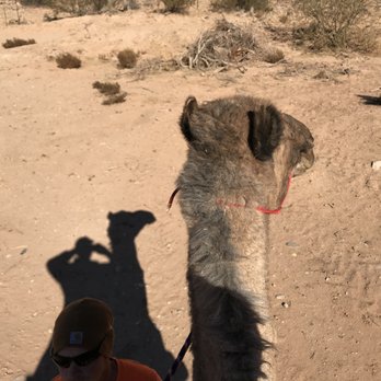 Camel Safari - This is the only time I could dunk a basketball.  On the camel, we're sitting about 7 feet off the ground. - Zoos Near Me - Bunkerville, Nevada