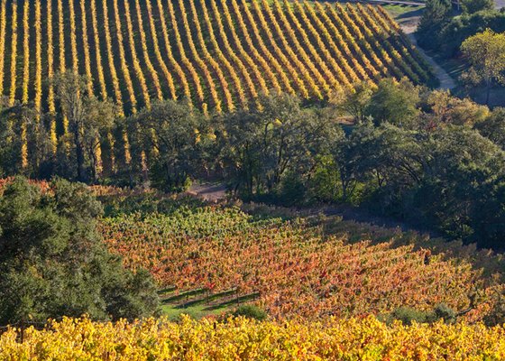 Chalk Hill Estate Vineyards by null