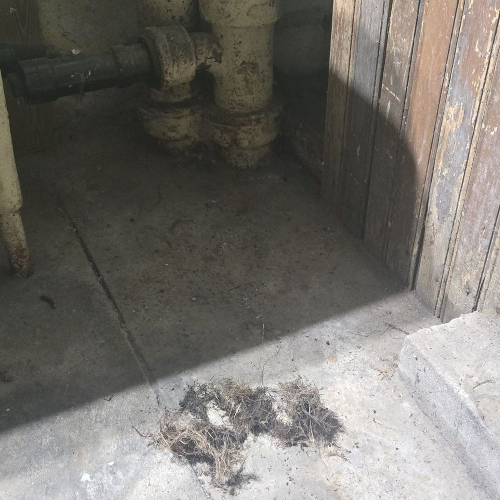 Dean's Sewer & Drain Cleaning Service - The pipe roots - Septic Services Near Me - Springfield, Massachusetts