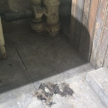 Dean's Sewer & Drain Cleaning Service - The pipe roots - Septic Services Near Me - Springfield, Massachusetts Dean's Sewer & Drain Cleaning Service - The pipe roots - Septic Services Near Me - Springfield, Massachusetts