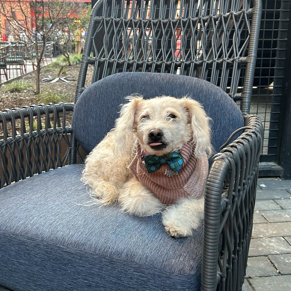 Blue Lacy - Outdoor fire pit with comfy seating - dog friendly and a dog menu! Hell yeah! - Bars Near Me - Austin, Texas