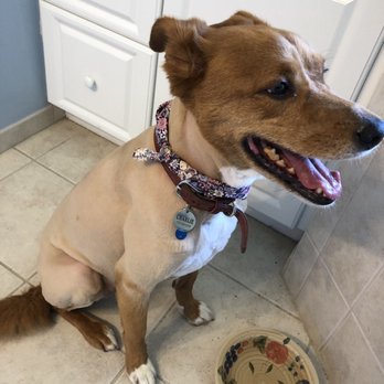 Trulie Dogs - Pet Groomers Near Me - Wilmington, North Carolina Trulie Dogs - Pet Groomers Near Me - Wilmington, North Carolina