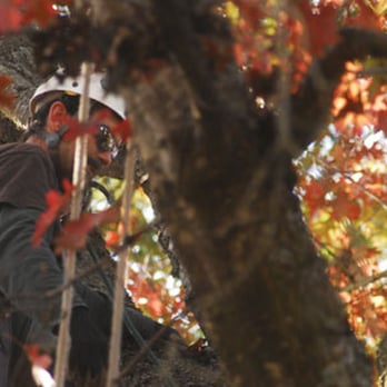 Arborpro Tree Experts - Tree Services Near Me - Lake Oswego, Oregon
