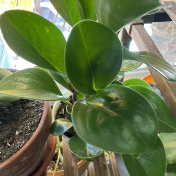 Mickey Hargitay Plants - Only $4! - Nurseries & Gardening Near Me - Los Angeles, California