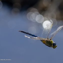 Traylor Ranch Nature Reserve and Bird Sanctuary - Overall its a great place to shoor wildlife and landscapes too If you're a photographer or just a nature lover this is the place