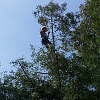 Maciver Landscape - a man climbing a tree - Landscaping Near Me - Pleasant Hill, California Maciver Landscape - a man climbing a tree - Landscaping Near Me - Pleasant Hill, California