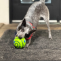 Zoomie World Dog Daycare