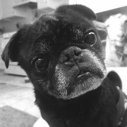 Denton Animal Hospital - My  older adopted Pug Sheldon.