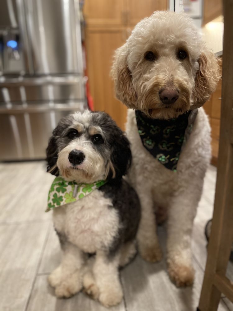 ALL ABOUT PUPS MOBILE GROOMING Updated September 2024 Everett