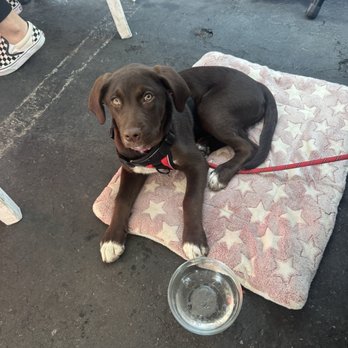 Cappys Cafe - Very happy dog at Cappy's Cafe.  They were very welcoming and accommodating to our sweet baby. - Breakfast & Brunch Near Me - Newport Beach, California