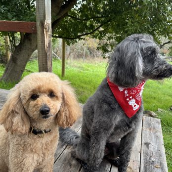 Healthy Spot - Rockridge - Remy & Otis after spa day. - Pet Groomers Near Me - Berkeley, California