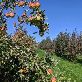 Honey Hill Orchard - Fruits & Veggies Near Me - Waterman, Illinois