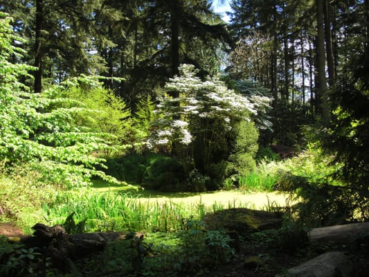 Rhododendron Species Botanical Garden by null