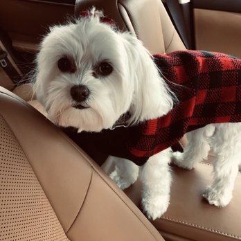 Just For Pause - Snowy always is so fluffy and white after her grooming - Holistic Animal Care Near Me - Lyndhurst, New Jersey Just For Pause - Snowy always is so fluffy and white after her grooming - Holistic Animal Care Near Me - Lyndhurst, New Jersey
