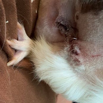 Westminster Veterinary Group - Post surgery - Veterinarians Near Me - Westminster, California