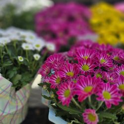 Trader Joe's - Spring's blooms