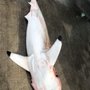 Dolphin Dock