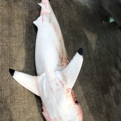 Dolphin Dock