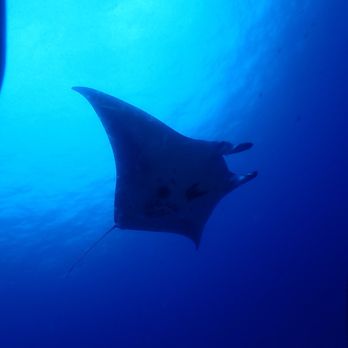 Aquatic Life Divers - Matthew McCono-Ray!!! - Scuba Diving Near Me - Kailua-kona, Hawaii Aquatic Life Divers - Matthew McCono-Ray!!! - Scuba Diving Near Me - Kailua-kona, Hawaii