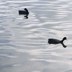 Eagle Creek Park - American Coots