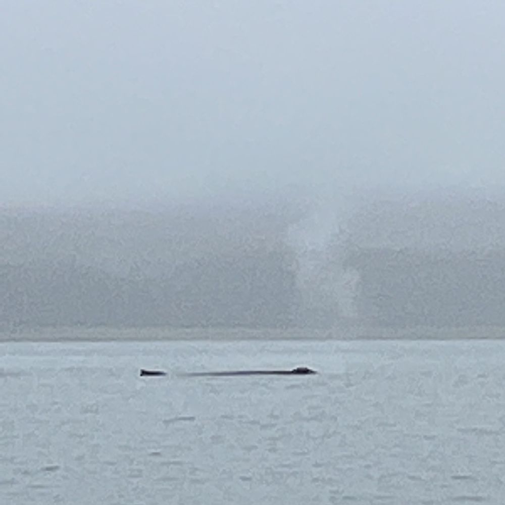 Alaska Galore Tours - Whale Watching Tours Near Me - Juneau, Alaska Alaska Galore Tours - Whale Watching Tours Near Me - Juneau, Alaska