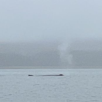 Alaska Galore Tours - Whale Watching Tours Near Me - Juneau, Alaska Alaska Galore Tours - Whale Watching Tours Near Me - Juneau, Alaska