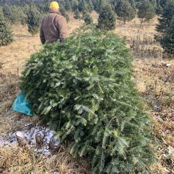 Goodman's Christmas Tree Farm - Dragging our tree out of the field