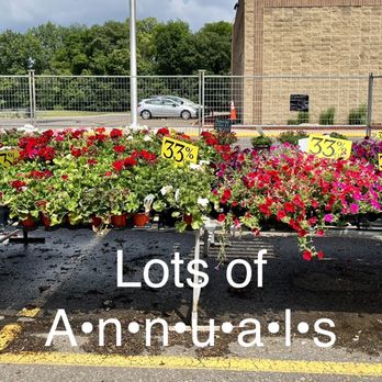 Plant Place - Geraniums - Nurseries & Gardening Near Me - Chanhassen, Minnesota Plant Place - Geraniums - Nurseries & Gardening Near Me - Chanhassen, Minnesota