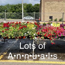 Plant Place - Geraniums