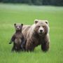 J Bear Tours