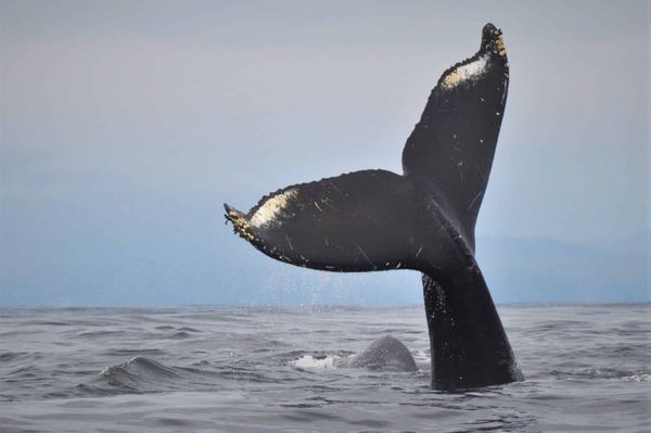 Orca Spirit Adventures Whale Watching by null