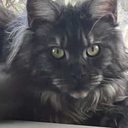 Wags to Whiskers