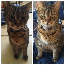 Cruz Mobile Veterinary Service - Pooka before Dr. Cruz saved her and after. Thank you!
