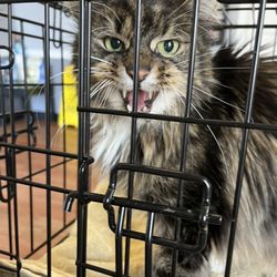 Animal Hospital of Kannapolis