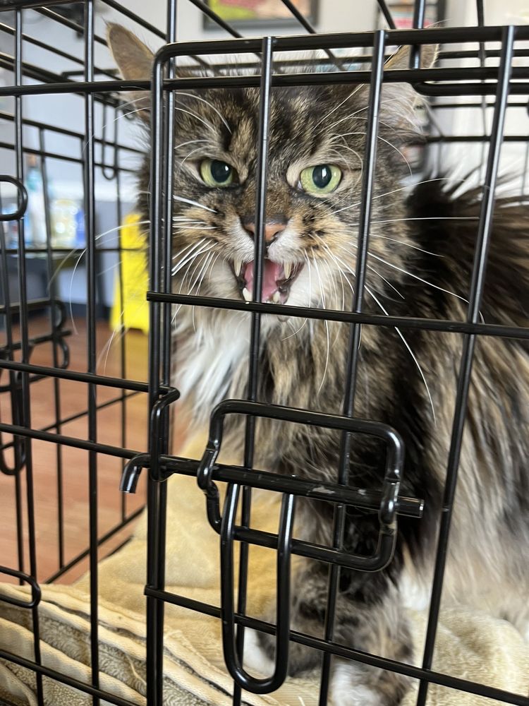 Animal Hospital of Kannapolis - pet boarding facility in Kannapolis, NC