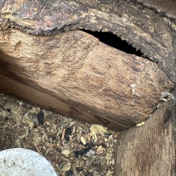 Hillsboro Pest Control - That's what happens when you have rodents inside your attic, we fix them all. - Pest Control Near Me - Deerfield Beach, Florida Hillsboro Pest Control - That's what happens when you have rodents inside your attic, we fix them all. - Pest Control Near Me - Deerfield Beach, Florida